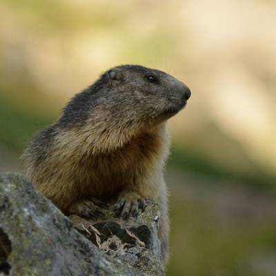 marmot wildlife Alps 3.jpg